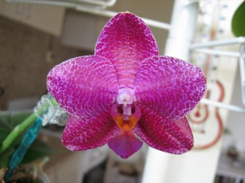 мои орхидеи Шайнинг 011.JPG