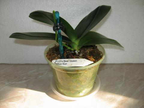 мои орхидеи Шайнинг 024.JPG