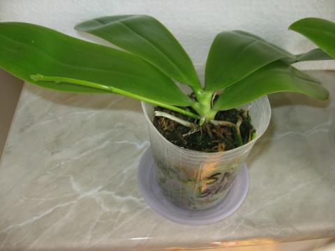мои орхидеи Шайнинг 021.JPG