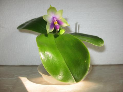 мои орхидеи Шайнинг 026.JPG