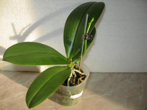 мои орхидеи Шайнинг 058.JPG