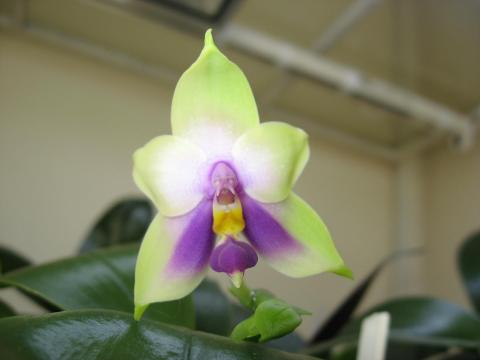 мои орхидеи Шайнинг 038.JPG