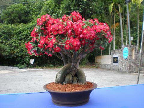 1-adenium.jpg