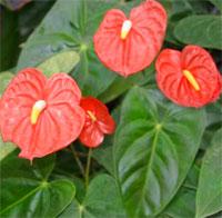 20071117-anthurium.jpg