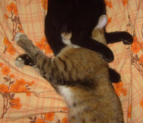 спим мы так - два кота.JPG