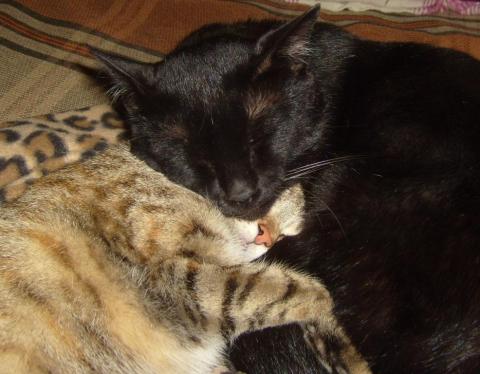 спим мы так - кот и кошка.JPG