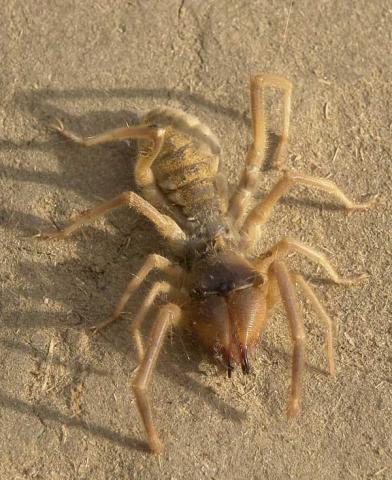 solifugae_3.jpg