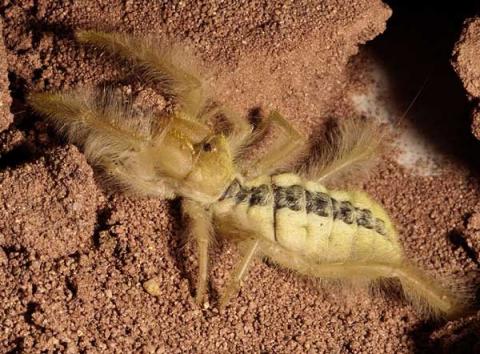 solifugae_11.jpg