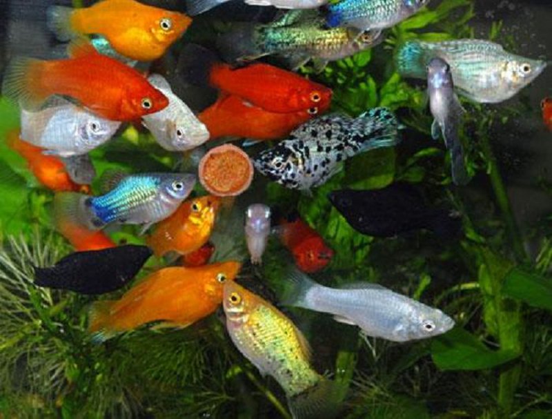 Сколько живут домашние рыбы