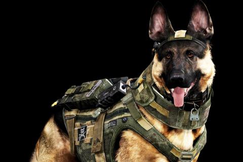 call-of-duty-dog.jpg