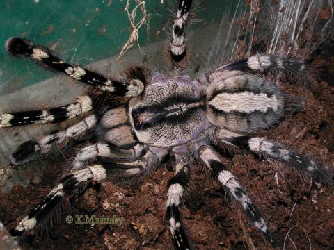 tUNzwve_Poecilotheria_regalis_female.jpg