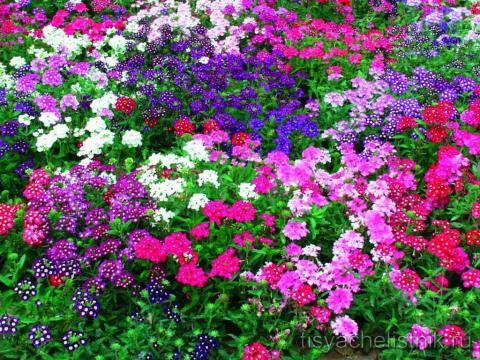 verbenahybrida-flowers.jpg