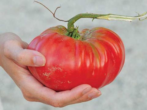 Pink-Brandywine-Tomato-web.jpg