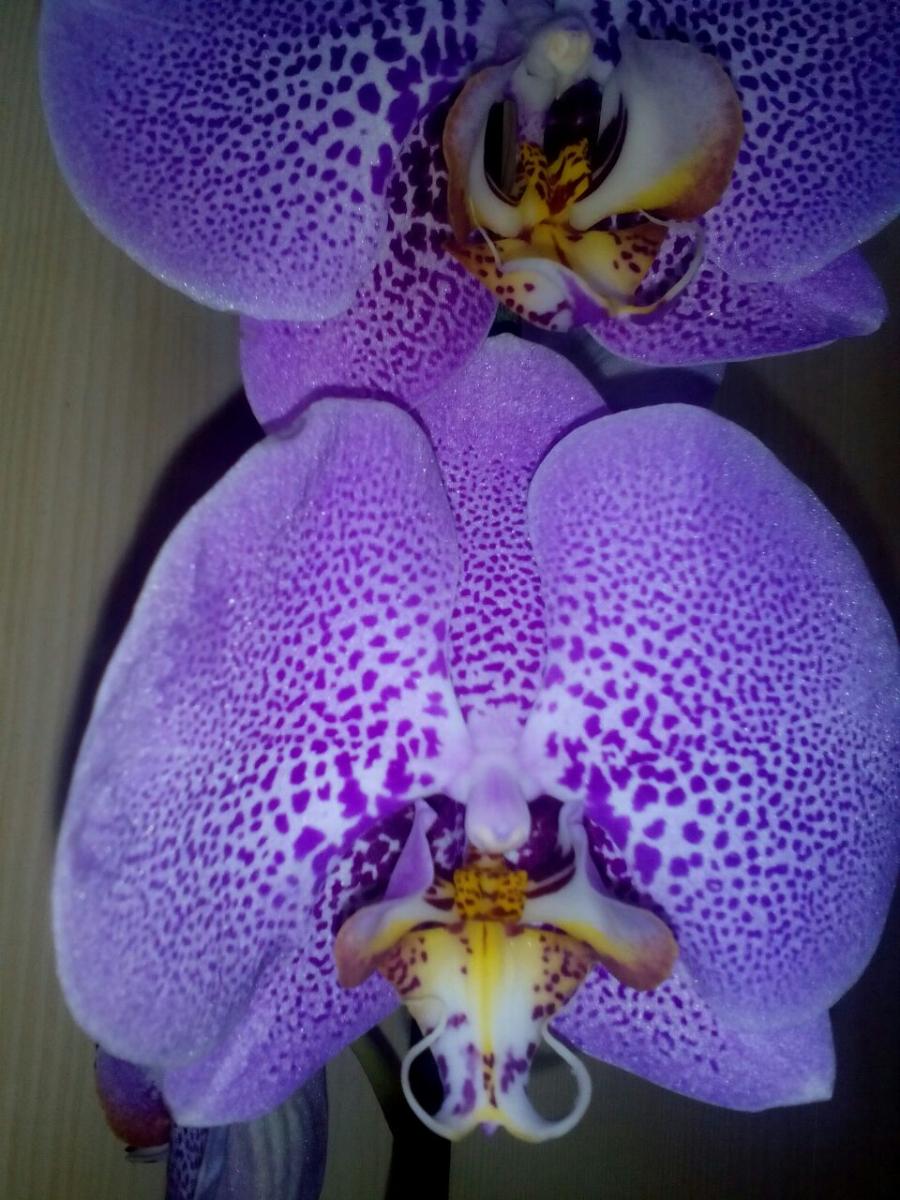 Орхидея свойства
