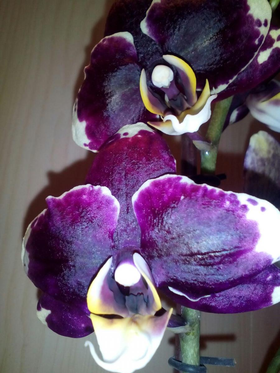 Восковые орхидеи сорта