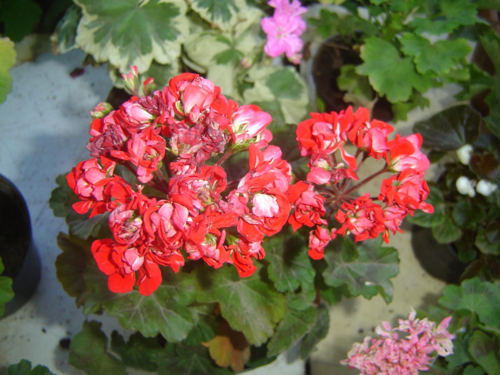 Пеларгония фото и описание vectis rosebud