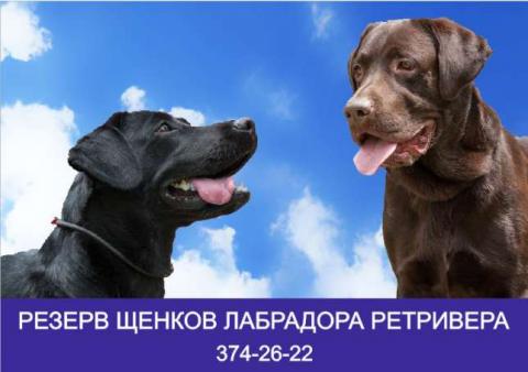 134390458_1_644x461_rezerv-schenkov-porody-labrador-retriver-almaty1.jpg