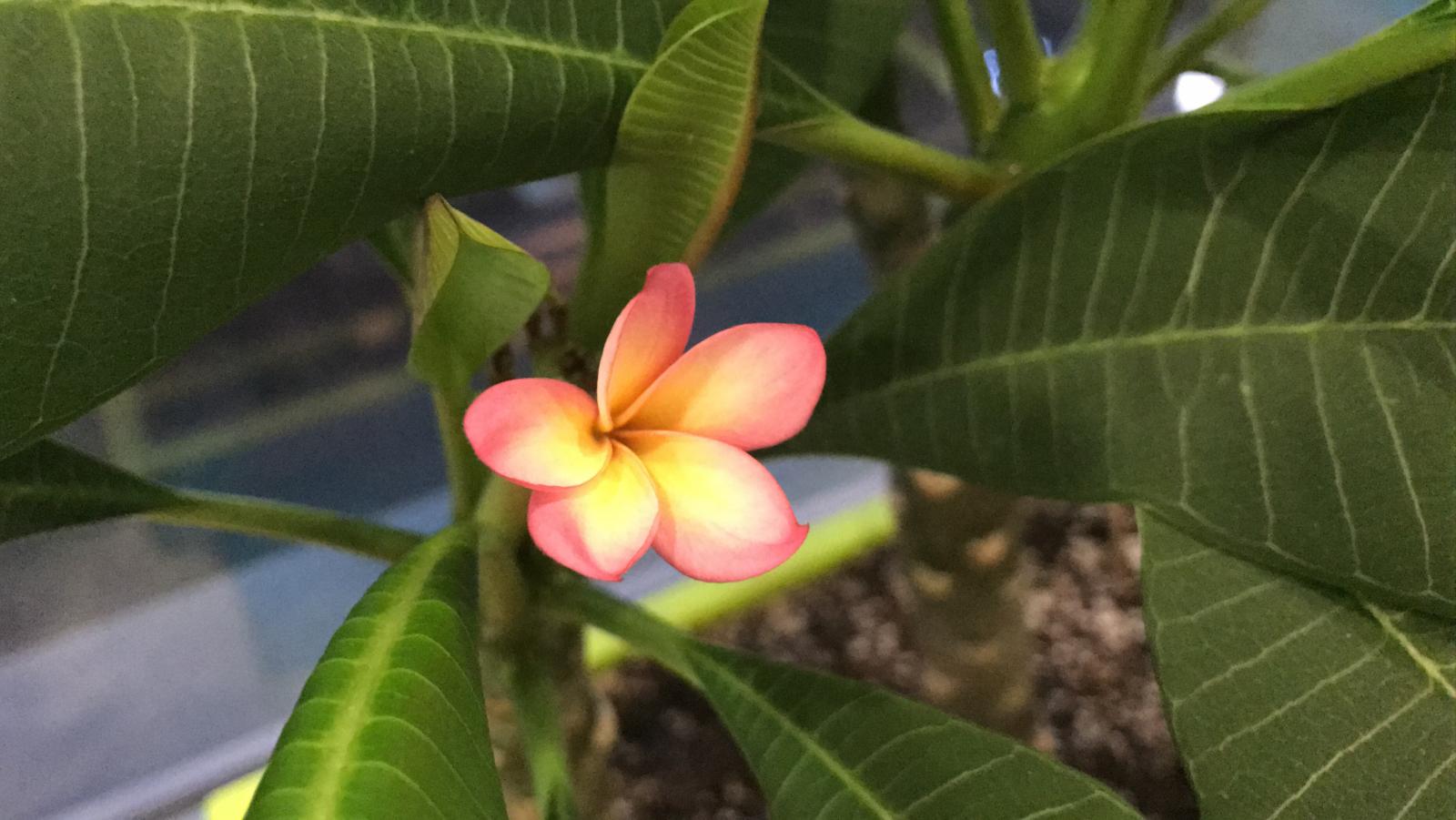 Плюмерии - Plumeria sp. (Frangipani) - Страница 90 - Комнатные растения -  Все Вместе - Страница 90