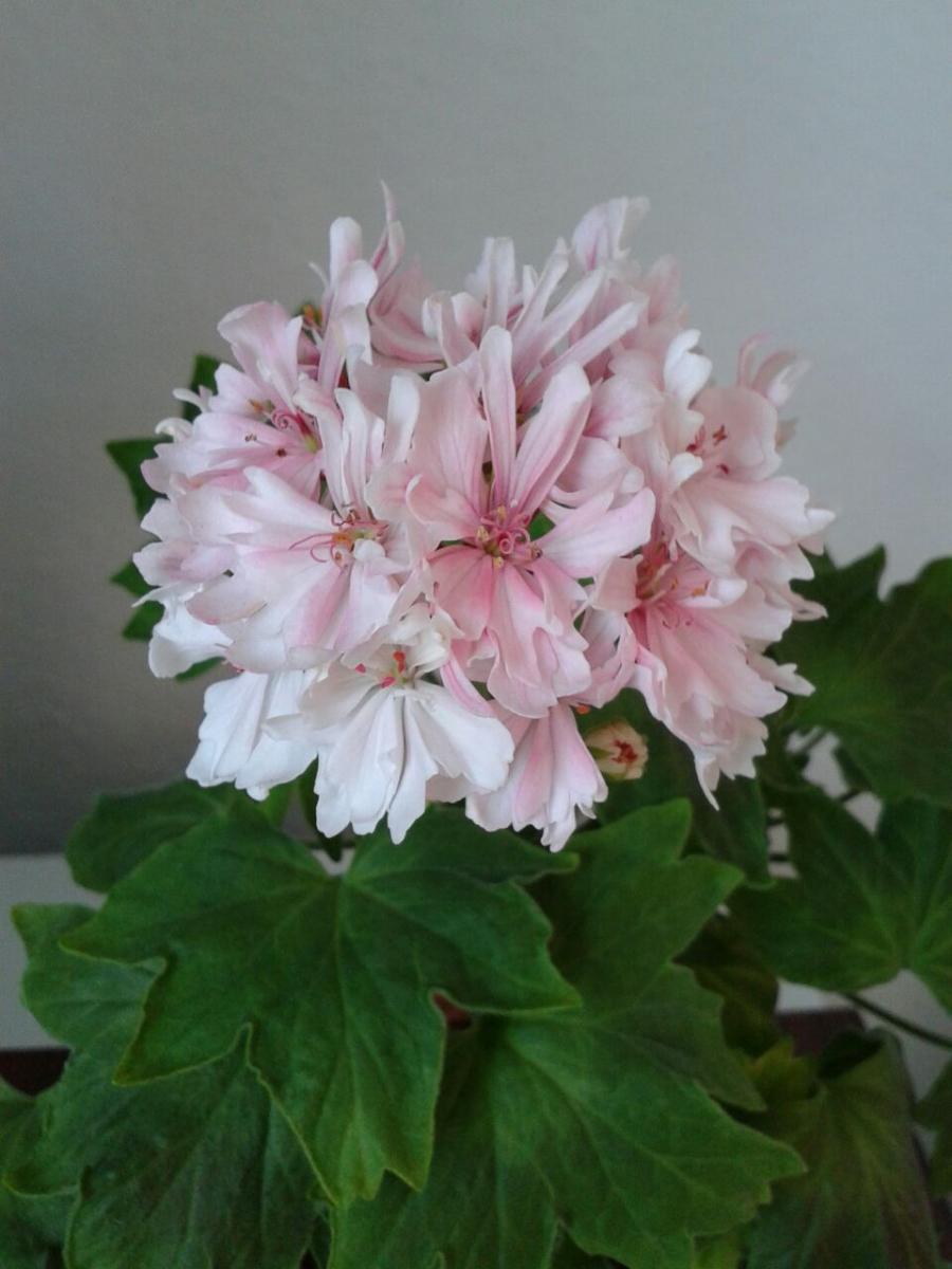 Пеларгония фото и описание vectis rosebud