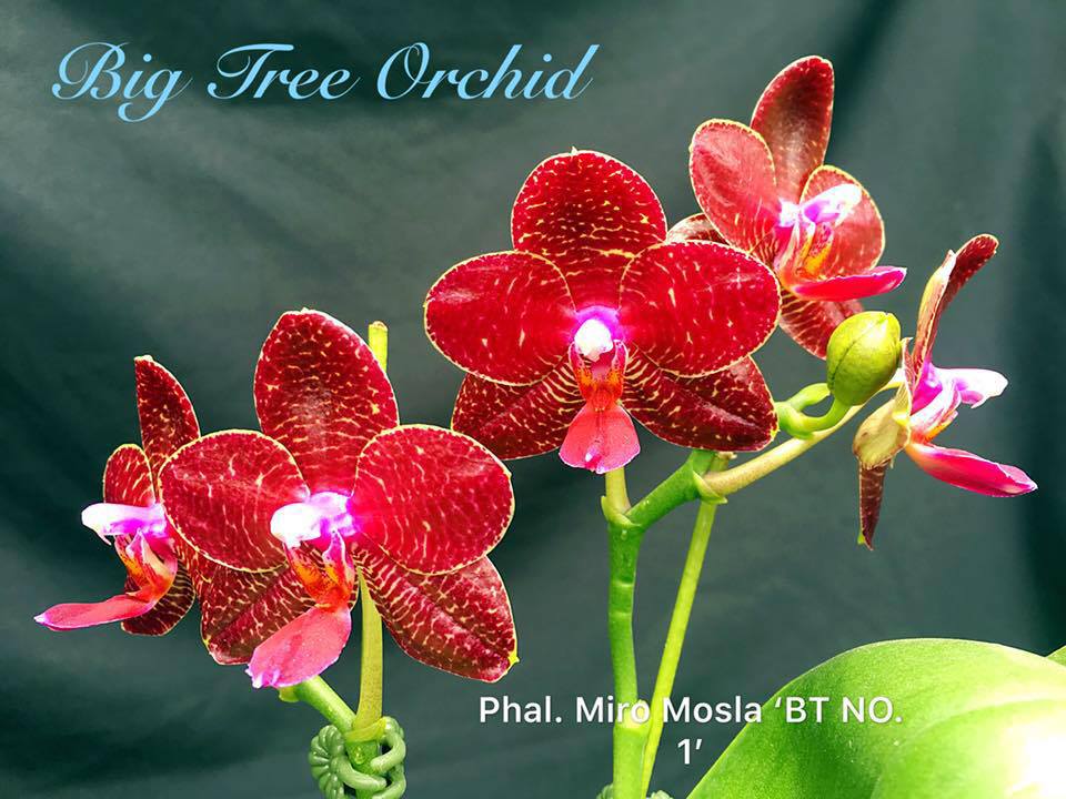 Miro 1. Miro Mosla фаленопсис. Phal Miro Gold Mosla. Фаленопсис Miro Sun King. Phal. Мирона.