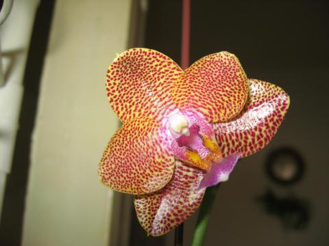 мои орхидеи Миту, Шайнинг 012.JPG