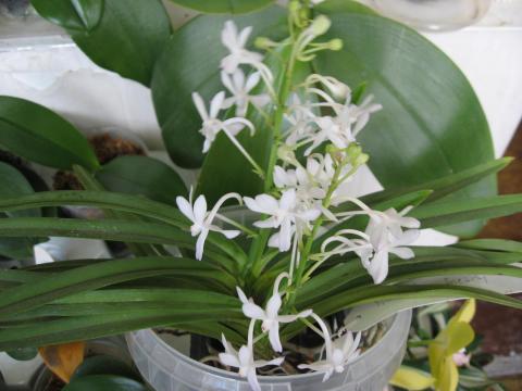 мои орхидеи Миту, Шайнинг 026.JPG