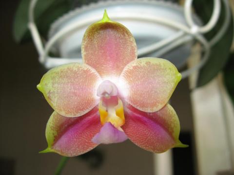 мои орхидеи Миту, Шайнинг 021.JPG