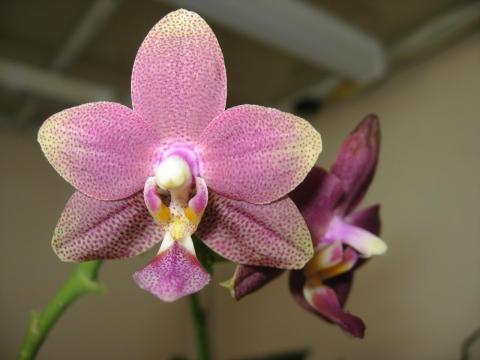 мои орхидеи Миту, Шайнинг 009.JPG
