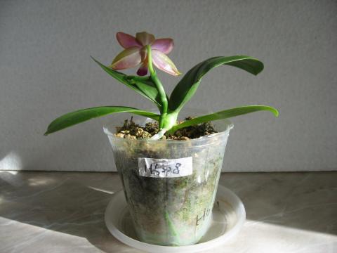 мои орхидеи 012.JPG