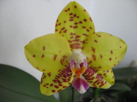 мои орхидеи Миту, Шайнинг 006.JPG