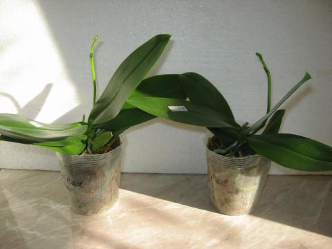 мои орхидеи Miki Orchids 005.JPG