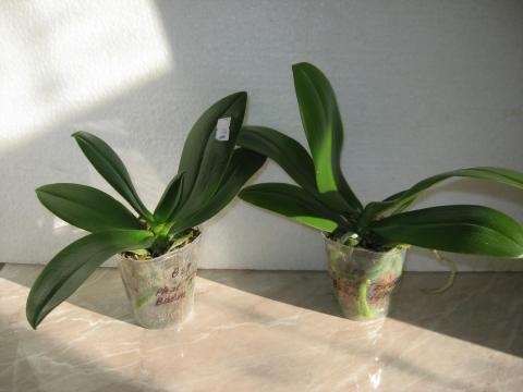 мои орхидеи Miki Orchids 008.JPG