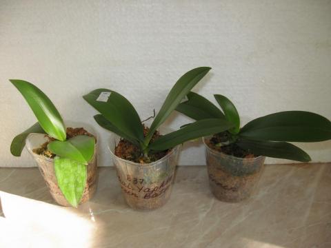 мои орхидеи Miki Orchids 001.JPG