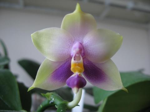 мои орхидеи Миту, Шайнинг 007.JPG