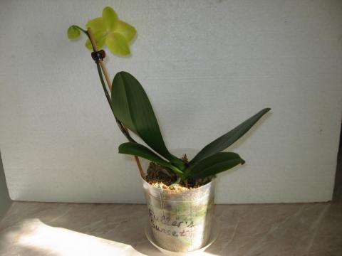 мои орхидеи 005.JPG