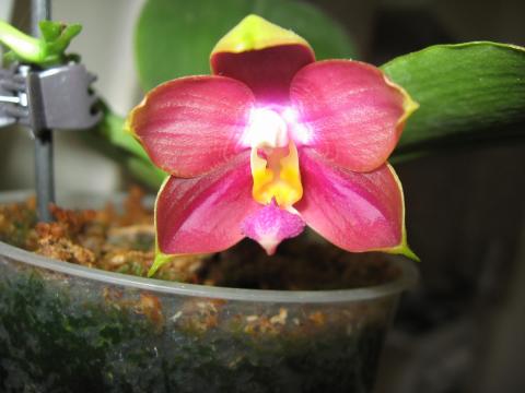 мои орхидеи Миту, Шайнинг 016.JPG