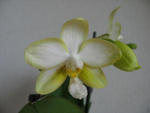 мои орхидеи Миту, Шайнинг 004.JPG