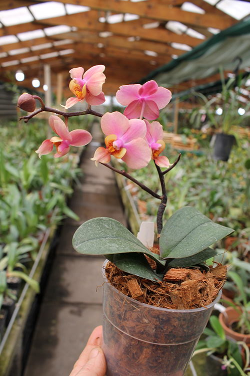 Phal orange. Orange Sorbet фаленопсис. Фаленопсис Jiaho's Orange. Phal Orange Sorbet. Vdnps. 'Orange Sorbet' (= Vdnps. Jiaho's Orange × Phal. Schilleriana).