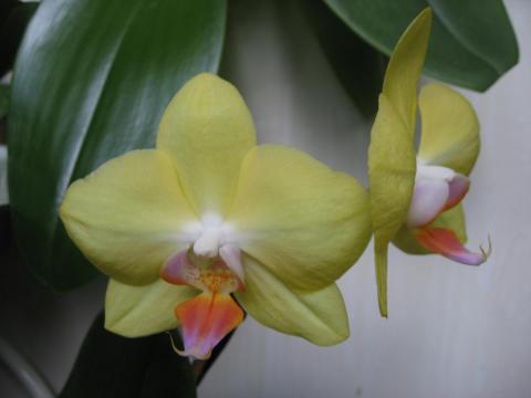 мои орхидеи Миту, Шайнинг 022.JPG