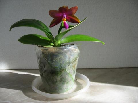 мои орхидеи 011.JPG