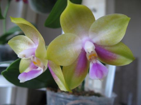 мои орхидеи Миту, Шайнинг 018.JPG