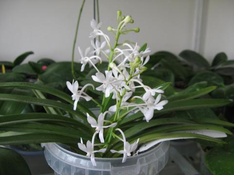 мои орхидеи Миту, Шайнинг 027.JPG
