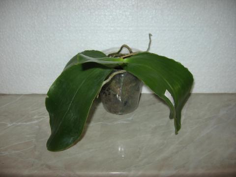 мои орхидеи Miki Orchids 009.JPG
