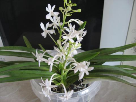 мои орхидеи Миту, Шайнинг 023.JPG