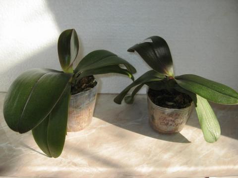 мои орхидеи Miki Orchids 006.JPG