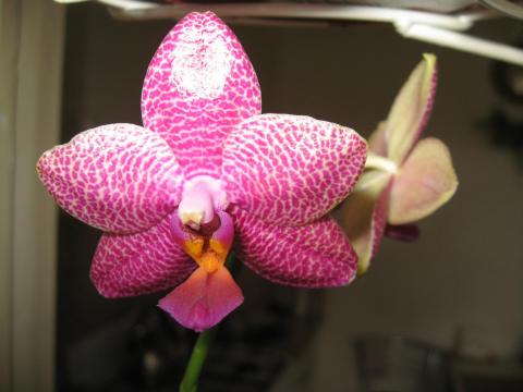 мои орхидеи Миту, Шайнинг 011.JPG