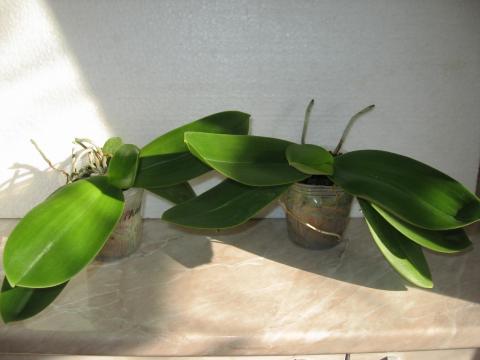 мои орхидеи Miki Orchids 004.JPG