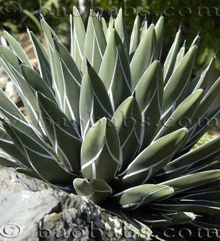 Agave_fernandi_regis.jpg