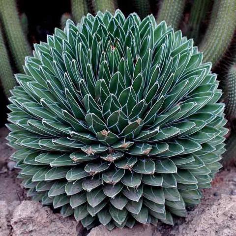 agave-victoria-reginae-650-650x650.jpg