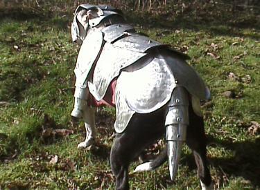 pit-bull-plate-dog-armor-1.jpg